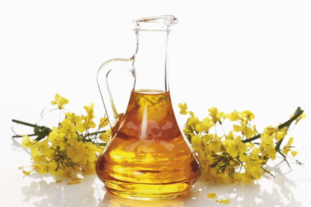 Canola or Rapeseed Oil